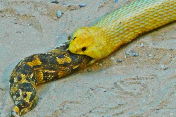 Clip: Loài rắn gieo rắc nỗi sợ hãi ở châu Phi bị đồng loại nuốt chửng