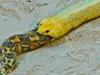 Clip: Loài rắn gieo rắc nỗi sợ hãi ở châu Phi bị đồng loại nuốt chửng