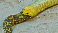 Clip: Loài rắn gieo rắc nỗi sợ hãi ở châu Phi bị đồng loại nuốt chửng