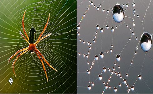 Clip: Thép sinh học được làm từ tơ nhện chế tạo như thế nào?