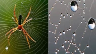 Clip: Thép sinh học được làm từ tơ nhện chế tạo như thế nào?