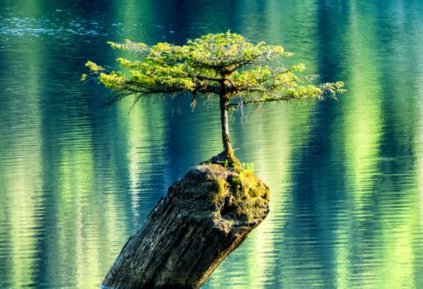 16 bức ảnh minh chứng ý chí sống mãnh liệt của tự nhiên