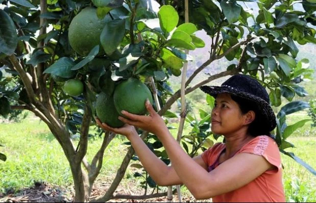 Trái bưởi tươi của Việt Nam phải đáp ứng yêu cầu các biện pháp quản lý rủi ro an toàn sinh học đối với 19 loài sinh vật gây hại.