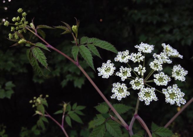 7 loài thực vật chứa kịch độc nguy hiểm nhất thế giới