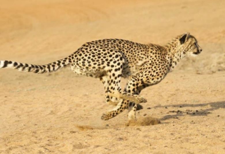 CLIP: Điểm danh những loài động vật có tốc độ 'đỉnh' nhất hành tinh
