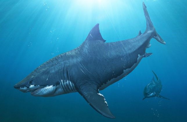 CLIP: Khám phá loài 'quái vật cổ đại' - Siêu cá mập Megalodon