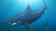 CLIP: Khám phá loài 'quái vật cổ đại' - Siêu cá mập Megalodon