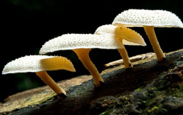 CLIP: Bí mật về loài nấm có khả năng 'ăn' rác thải nhựa