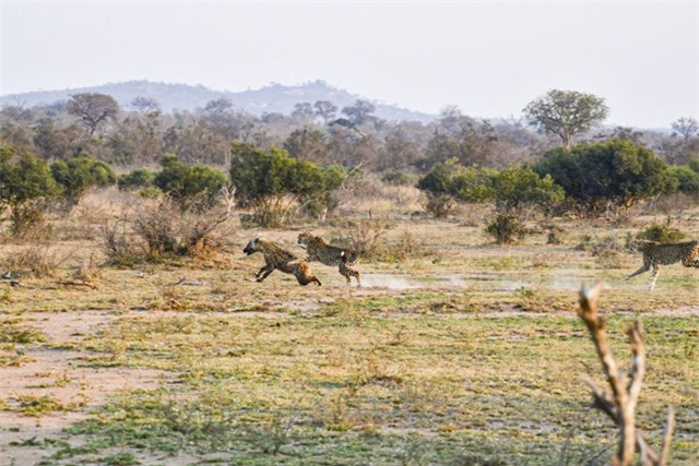 Nhiều thời điểm linh cẩu hụt hơi suýt bị báo săn tóm được. Nhiều thời điểm linh cẩu hụt hơi suýt bị báo săn tóm được.