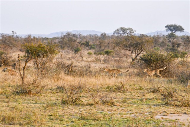 Tuy nhiên, vào ngày đẹp trời hôm đó, thần may mắn đã đứng về phía linh cẩu. Tuy nhiên, vào ngày đẹp trời hôm đó, thần may mắn đã đứng về phía linh cẩu.