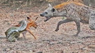 Clip: Kiếp nạn của linh dương impala, hết bị trăn quấn lại bị linh cẩu vồ