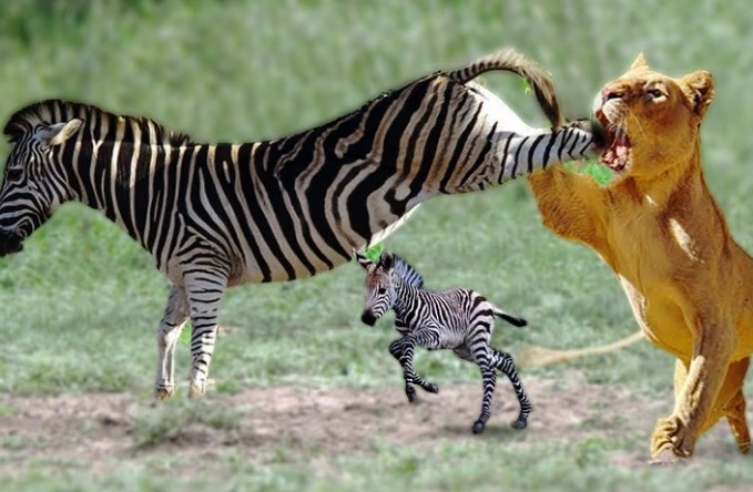 Clip: Cứu con, ngựa vằn tung cước đá "vỡ mồm" sư tử