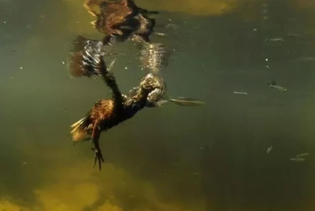 Loài chim độc nhất trong rừng Amazon: Trèo cây bằng cánh, có khả năng lặn ‘thần sầu’!