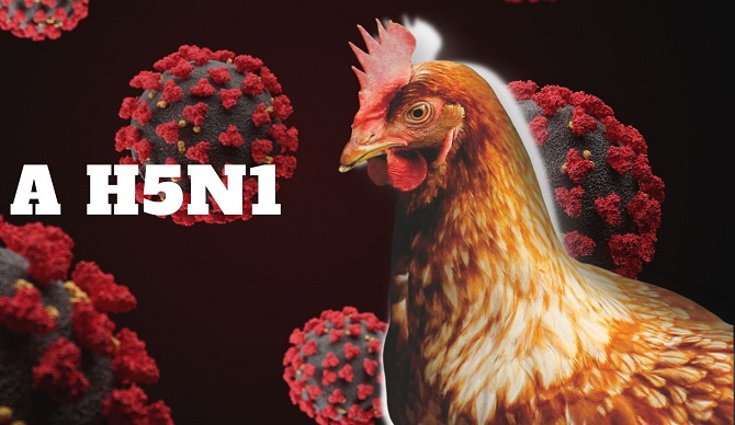 Long An: Chủ động phòng, chống cúm A/H5N1