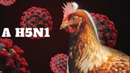 Long An: Chủ động phòng, chống cúm A/H5N1