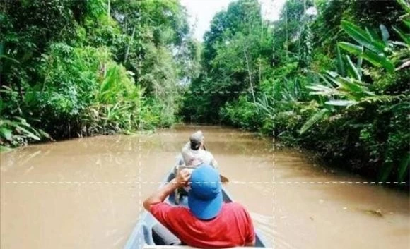 Rừng mưa nhiệt đới, Rừng Amazon