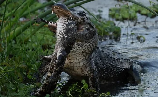 Clip: Vừa ăn thịt đồng loại xong, một con cá sấu đã bị đồng loại khác xơi tái