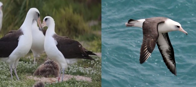 Loài chim già nhất thế giới đang tích cực tìm bạn tình, 70 tuổi vẫn muốn có nửa kia?