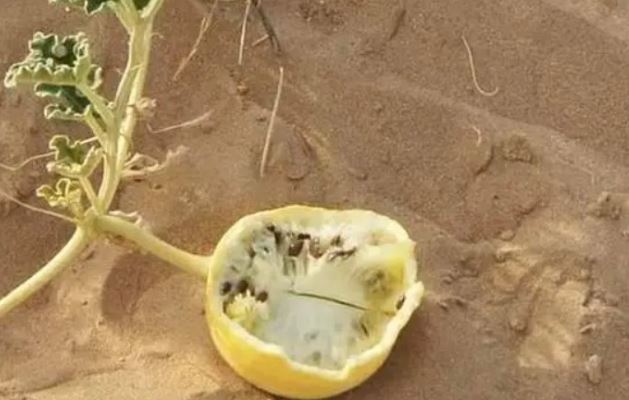 Sa mạc có một loại dưa hấu kỳ lạ nhưng không ai dám ăn, nguy hiểm đến mức phải để bảng cấm