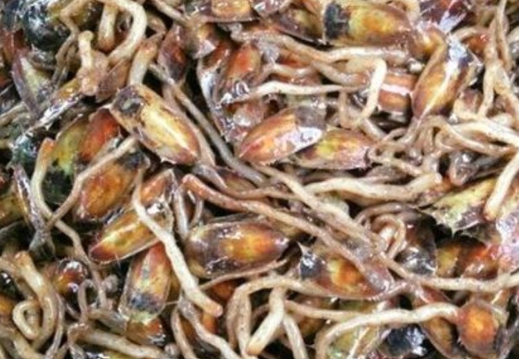 Đặc sản chỉ có tại Hải Phòng, xưa đầy không ai biết giờ được 'săn lùng', 150.000 đồng/kg