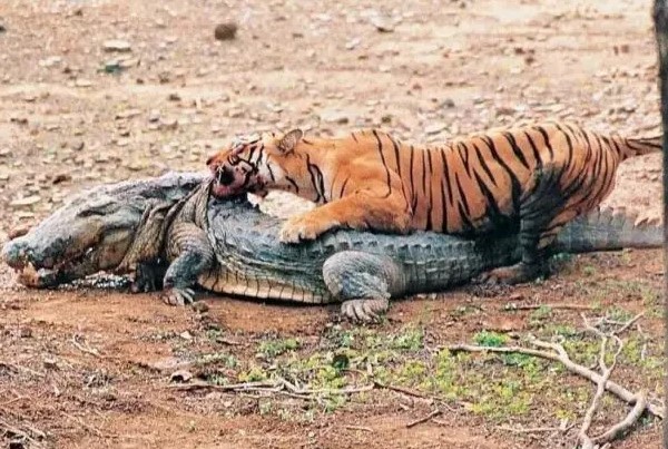 Clip: Trận chiến làm nên tên tuổi của "huyền thoại" hổ bengal