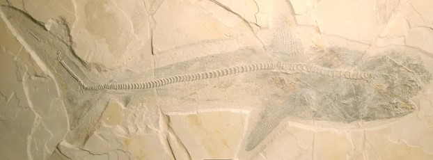 Kinh hoàng thủy quái dài 10 m, răng đủ nghiền nát rùa biển