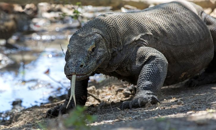 Clip: Tốc độ "khủng khiếp" của rồng Komodo khi truy đuổi con mồi