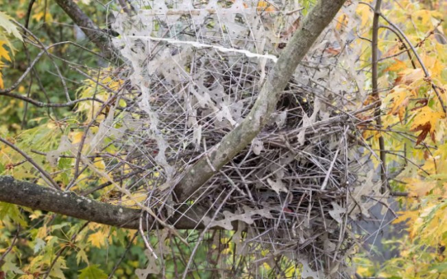 Quạ và ác là xây tổ bằng dây thép gai chống chim