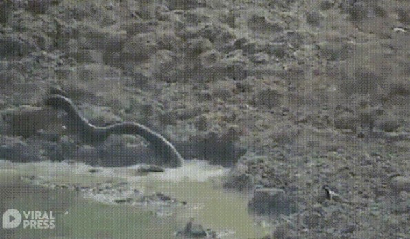 Clip: ‘Vòi đen’ khổng lồ bất ngờ vọt lên từ dưới nước, đoạt mạng linh dương trong chớp mắt