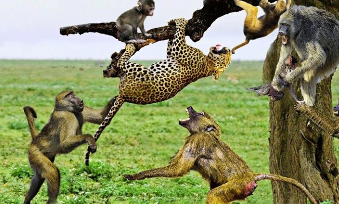 Clip: Ảo tưởng sức mạnh, chú báo hoa mai suýt phải trả giá đắt