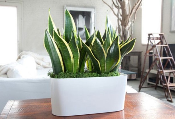 6 loại cây cảnh này được ví như 'điều hòa mini', mùa hè đặt trong nhà giúp duy trì độ ẩm, làm mát nhà ngang dùng quạt