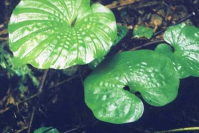 Loài cây rất độc đáo ở Việt Nam: Chỉ có 1 lá trong đời, cực hiếm trên thế giới