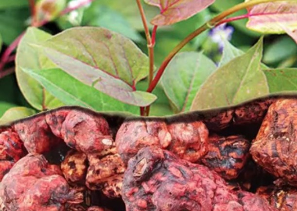 1 loại cây quý có vị đắng ngọt nhưng là "thuốc" dưỡng gan, bổ thận, hạ đường huyết hiệu quả: Rất sẵn ở chợ Việt