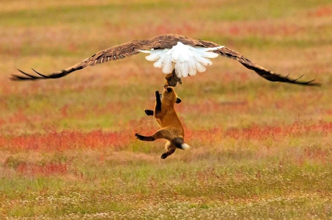 Clip: Đang thơ thẩn tha mồi, cáo đỏ bị loài chim "chúa tể bầu trời" bế thẳng lên không trung