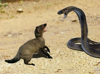 Clip: Cảm thấy cuộc sống quá tẻ nhạt, loài động vật chỉ to bằng mèo nhà tìm đến rắn hổ mang để "va chạm"