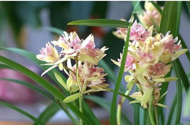 Loại lan này cần trồng trong chậu, hoa có hình dáng kỳ dị, mùi thơm hơn cả nước hoa, có thể nở hoa nhiều lần trong năm