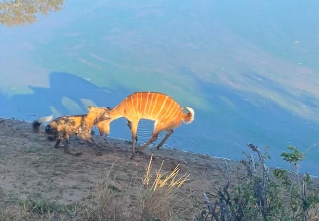 Clip: Bị dồn đến đường cùng, linh dương quyết tâm "đồng quy vu tận" với chó hoang và cái kết bất ngờ