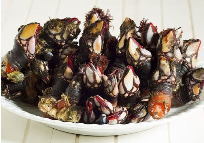 Loài ốc có hình thù kỳ dị, được mệnh danh 'ngon nhất thế giới', giá gần 8 triệu/kg vẫn liên tục được săn lùng