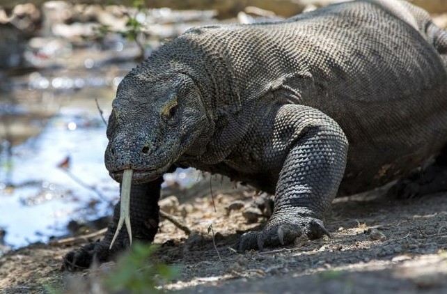 Clip: Tốc độ "khủng khiếp" của rồng Komodo khi truy đuổi con mồi