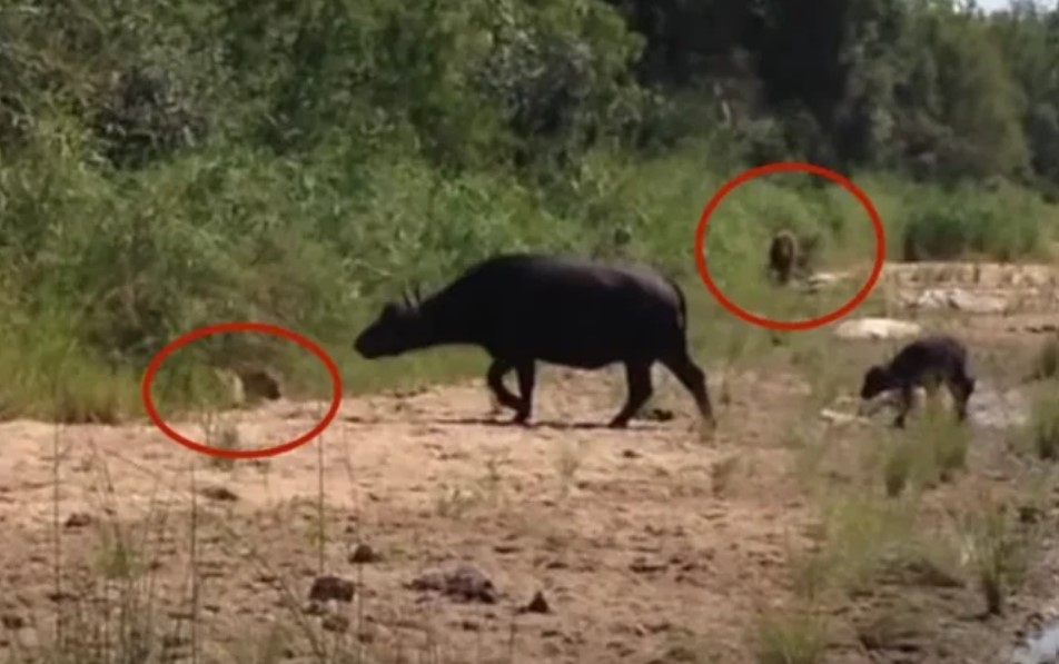 Clip: Mải mê xua đuổi báo hoa mai, đàn trâu rừng lại "đâm sầm" vào sư tử