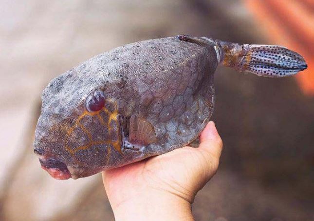 Đặc sản nức tiếng ở Phú Yên, trông dữ dằn nhưng rất thơm ngon, giá đắt đỏ vẫn được nhà giàu "săn lùng"