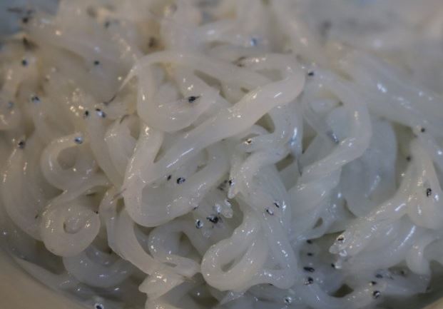 Loại cá bé hơn đầu đũa là đặc sản đang vào mùa, giá 200.000 đồng/kg đem làm chả ăn cực cuốn