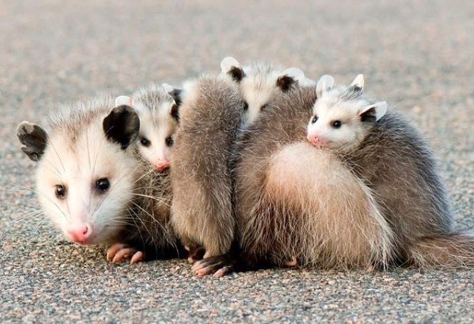 Loài động vật giả chết cực kì điêu luyện, tiết ra mùi hôi thối như xác chết khiến kẻ thù ‘ngao ngán’