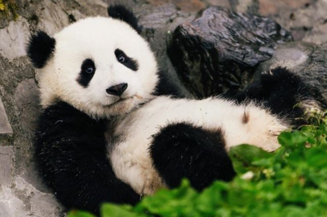 Gấu trúc là động vật ăn cỏ hay động vật ăn thịt? Sự thật không phải ai cũng biết!