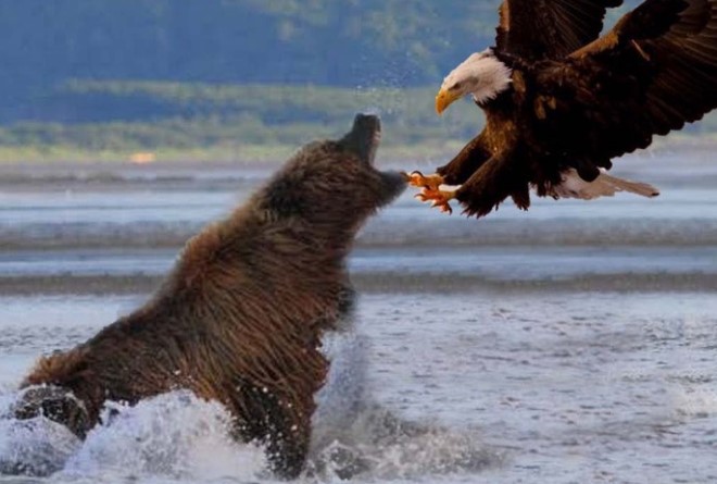 Clip: Mải mê săn mồi, gấu xám Bắc Mỹ bất ngờ bị đại bàng đầu trắng phục kích