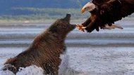 Clip: Mải mê săn mồi, gấu xám Bắc Mỹ bất ngờ bị đại bàng đầu trắng phục kích