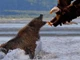 Clip: Mải mê săn mồi, gấu xám Bắc Mỹ bất ngờ bị đại bàng đầu trắng phục kích