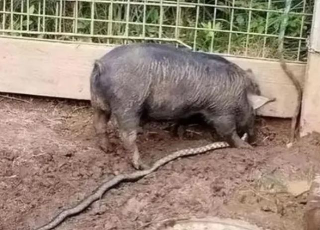 Thực hư việc rắn có độc đến mấy cũng không giết được lợn?
