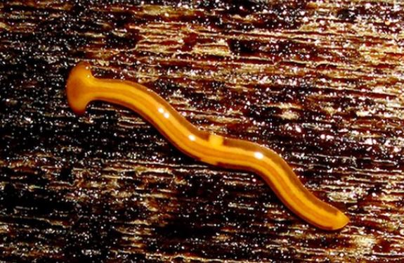 Tận mục 3 loại ‘quái thú’ sở hữu ‘năng lực siêu phàm’ nhất hành tinh: Có loại không bao giờ chết