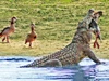 Đang tung tăng bơi lội, ngỗng Ai Cập bỗng nhiên bị cá sấu sông Nile "hóa kiếp"